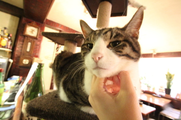 お通しは 猫のえさ 5匹の猫が接客してくれる居酒屋 赤茄子 で癒されてきた Nomooo ノモー