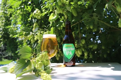 【採れたてホップを使ったフレッシュなクラフトビール】サンクトガーレン「FRESH HOP IPA」販売 画像